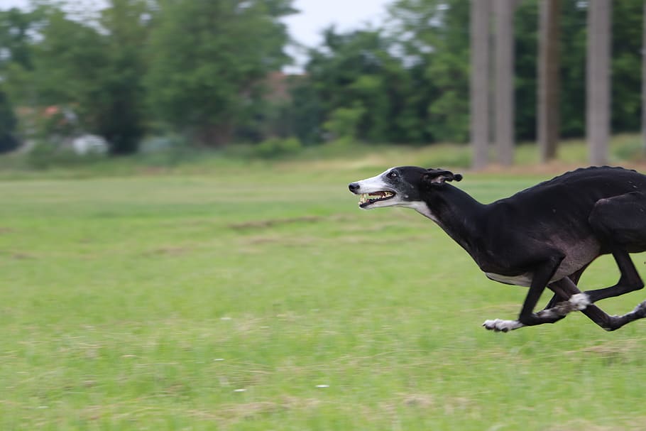 lure coursing spanish galgo