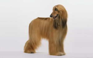 Read more about the article Afghan Hound: Mastering the Art of Elegance