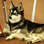 Alaskan Klee Kai: Breed Information, Health and Care