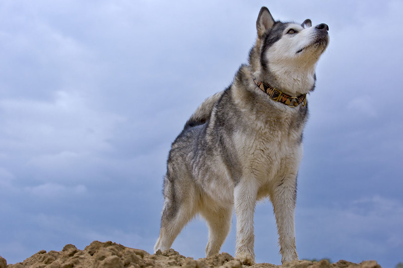 You are currently viewing Alaskan Malamute:Breed Information, Health and Care
