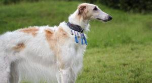 Read more about the article Borzoi – The Russian Wolfhound