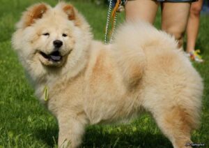 Read more about the article Chow Chow