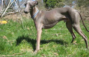 Read more about the article All About the Italian Greyhound