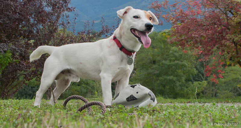 You are currently viewing Jack Russell Terrier