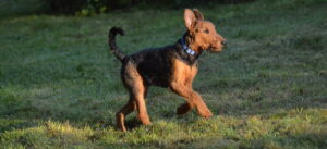 Read more about the article Airedale Terrier – The King of Terriers