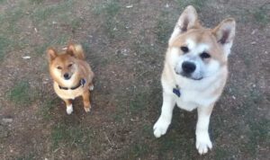 Read more about the article Akita vs Shiba Inu