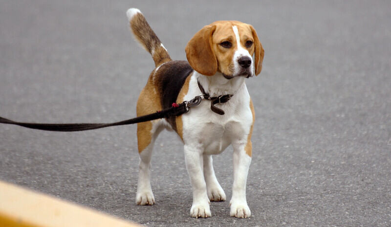 Read more about the article Beagle – The Curious Dog