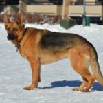 German Shepherd: Traits, Facts ,Nutrition, Grooming & Care