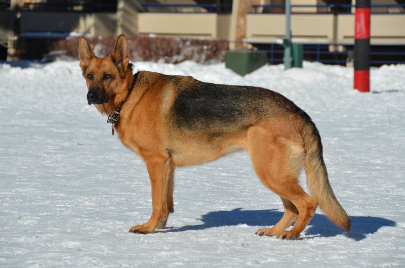 german shepherd