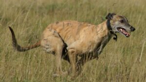 Read more about the article Everything You Need to Know About Greyhounds
