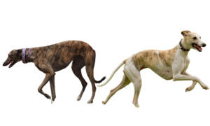 Read more about the article Greyhound Vs Whippet – Differences & Similarities