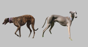 Read more about the article Greyhounds vs Italian Greyhounds – Which Should I Choose?