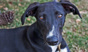 Read more about the article All You Need to Know Before Adopting a Lurcher