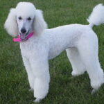 All You Need to Know About The Poodle(Standard)