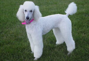 Read more about the article All You Need to Know About The Poodle(Standard)