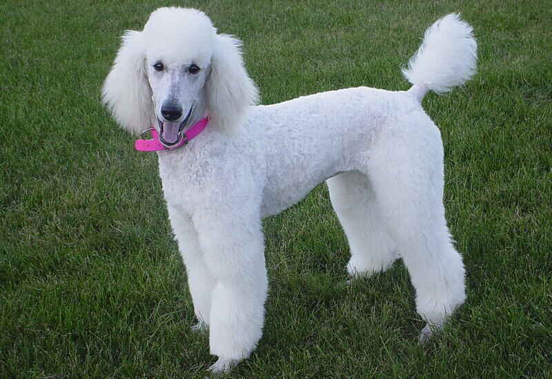 You are currently viewing All You Need to Know About The Poodle(Standard)