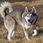 Siberian Husky: Breed Information, Health  and Care