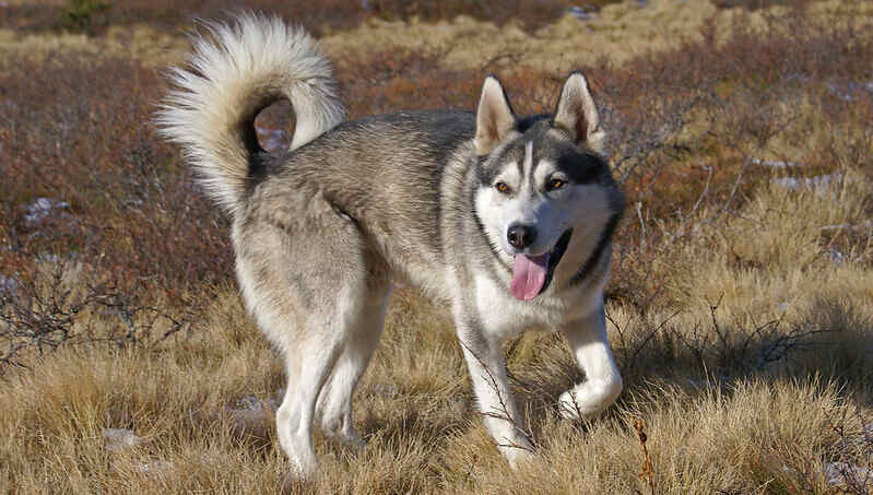 siberian Husky