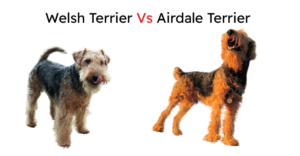 Read more about the article Welsh Terrier vs Airedale Terrier  – Which Should I Choose ?