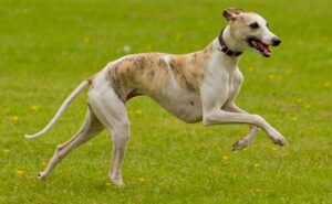 Read more about the article Whippet: The Poor Man’s Racehorse ?