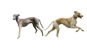 Read more about the article Italian Greyhound Vs Whippet